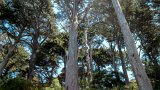 100 HS-20130617-IMG 1175 : 2013, Golden Gate Park, San Francisco, tree