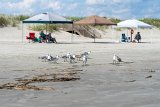 ILCE-7M4-20230911-DSC03775 : 2023, Sunset Beach, animals, beach, birds, sea gull