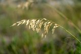 ILCE-7M4-20230911-DSC03789 : 2023, Sunset Beach, beach, flowers & plants