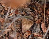 ILCE-7M4-20230911-DSC03800 : 2023, Sunset Beach, animals, beach, skink