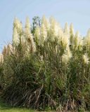 ILCE-7M4-20240910-DSC07202 : 2024, Sunset Beach, beach, flowers & plants, sea oats