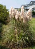 ILCE-7M4-20240910-DSC07204 : 2024, Sunset Beach, beach, flowers & plants, sea oats