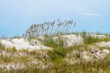 ILCE-7M4-20240910-DSC07207 : 2024, Sunset Beach, beach, flowers & plants, sea oats