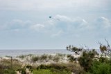 Go Fly A Kite  John goes and flies his kite : 2024, Sunset Beach, beach, kite