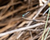 ILCE-7M4-20240912-DSC07323 : 2024, Sunset Beach, beach, dragonfly, insects