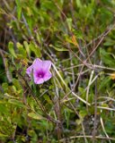 ILCE-7M4-20240912-DSC07327 : 2024, Sunset Beach, beach, flowers & plants