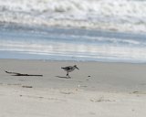 ILCE-7M4-20240913-DSC07466 : 2024, Sunset Beach, animals, beach, birds, sandpiper