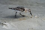 ILCE-7M4-20240913-DSC07478 : 2024, Sunset Beach, animals, beach, birds, sandpiper