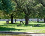 ILCE-7M4-20240402-DSC04388 : 2024, Fort Sam Houston Museum, San Antonio, Texas, animals, deer, museums