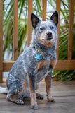 ILCE-7M4-20240909-DSC07175 : 2024, Salsa dog, Sirna Reunion Board, Sunset Beach, _print coaster, animals, beach