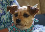 ILCE-6000-20170909-DSC03917  Celebrating Susan's & Amy's birthday 2017 : 2017, Pipa dog, birthday