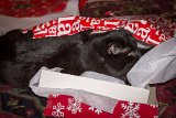Max plays in the wrapping 1  Max the cat plays with wrapping paper xmas 2014 : 2014, Christmas