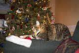 Jazz relaxes by the tree 2  Jazz the cat rests on the couch by the tree xmas 2014 : 2014, Christmas, Jazz cat, animals