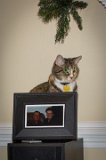 Jazz poases with Ann & Ernie  Jazz the cat with photo of Ann & Ernie xmas 2014 : 2014, Christmas, Jazz cat, animals