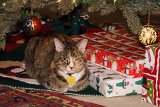 ILCE-6500-20181225-DSC04017 : 2018, Christmas, Jazz cat, animals