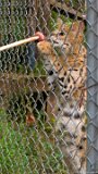 Serval Eat  Carolina Tiger Rescue 2013 : serval