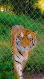 Tiger Art  Carolina Tiger Rescue 2013 : tiger