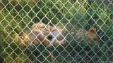 Lioness Snooze 1  Carolina Tiger Rescue 2013 : lion