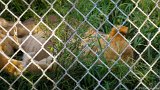 Lioness Snooze 2  Carolina Tiger Rescue 2013 : lion