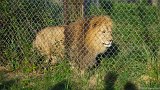 Loin Stare 1  Carolina Tiger Rescue 2013 : lion
