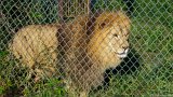 Lion Stare 2  Carolina Tiger Rescue 2013 : lion