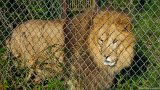 Lion Stare 3  Carolina Tiger Rescue 2013 : lion