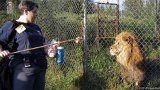 Lion Wants Chicken  Carolina Tiger Rescue 2013 : lion