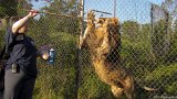 Lion Likes Chicken 2  Carolina Tiger Rescue 2013 : lion