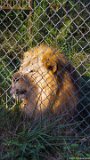 Lion Pant  Carolina Tiger Rescue 2013 : lion