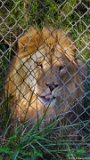 Lion Pant 2  Carolina Tiger Rescue 2013 : lion