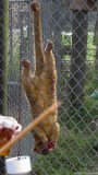 Kinkajou Hangs for Strawberry  Carolina Tiger Rescue 2013 : kinkajou
