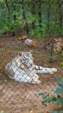 White Tiger Repose 1  Carolina Tiger Rescue 2013 : tiger, white, white tiger