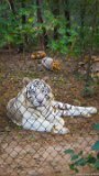 White Tiger Repose 2  Carolina Tiger Rescue 2013 : tiger, white, white tiger