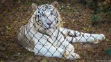 White Tiger Stare Down  Carolina Tiger Rescue 2013 : tiger, white, white tiger