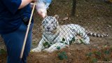 White Tiger Attention  Carolina Tiger Rescue 2013 : tiger, white, white tiger