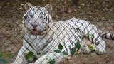 White Tiger - Here Kitty  Carolina Tiger Rescue 2013 : tiger, white, white tiger