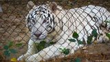 White Tiger LEt's Play  Carolina Tiger Rescue 2013 : tiger, white, white tiger