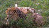 Lions Lounge 1  Carolina Tiger Rescue 2013 : lion