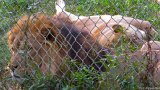 Lions Lounge 2  Carolina Tiger Rescue 2013 : lion