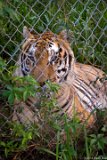 Tiger Attention 1  Carolina Tiger Rescue 2013 : tiger