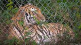 Tiger Lounge  Carolina Tiger Rescue 2013 : tiger