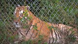 Tiger Perks Up  Carolina Tiger Rescue 2013 : tiger