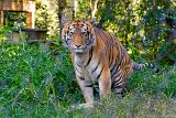 Hello Tiger  Carolina Tiger Rescue 2013 : tiger
