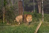 Lion Stare Down  Carolina Tiger Rescue 2013 : lion