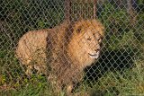 Lion Search  Carolina Tiger Rescue 2013 : lion