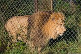 Lion Profile  Carolina Tiger Rescue 2013 : lion