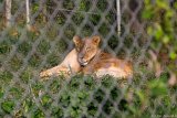 Lioness Pant  Carolina Tiger Rescue 2013 : lion