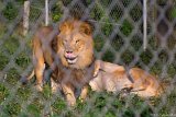 Lion Lick  Carolina Tiger Rescue 2013 : lion