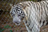 White Tiger Repose 3  Carolina Tiger Rescue 2013 : tiger, white, white tiger