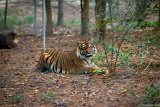 Tiger Stare  Carolina Tiger Rescue 2013 : tiger